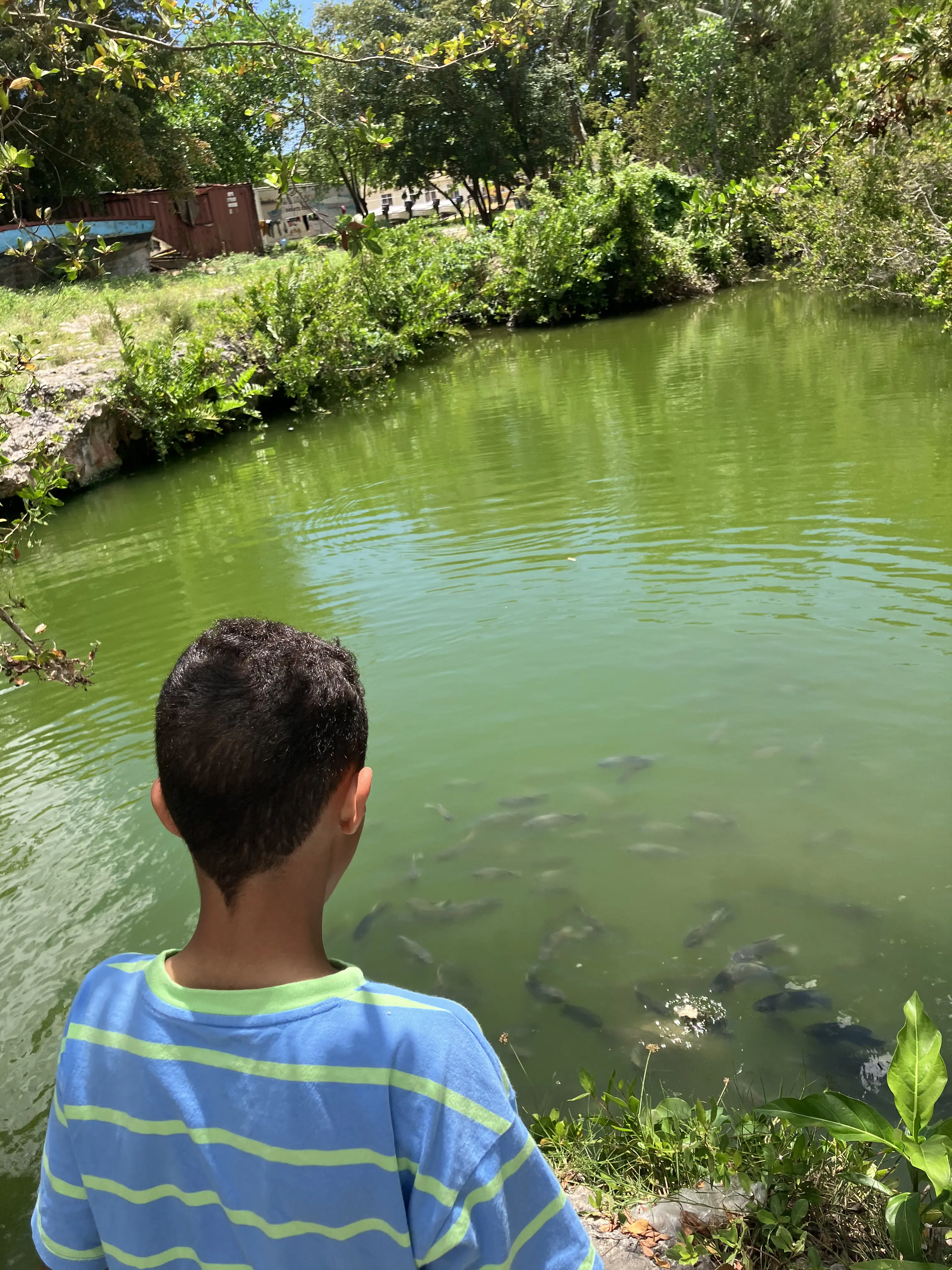 Ein kleiner Junge füttert Fische an Manantial La Muerte in Bayahibe